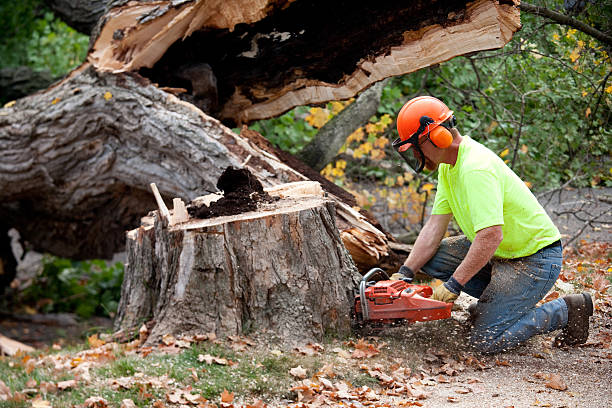 How Our Tree Care Process Works  in  Indian Shores, FL